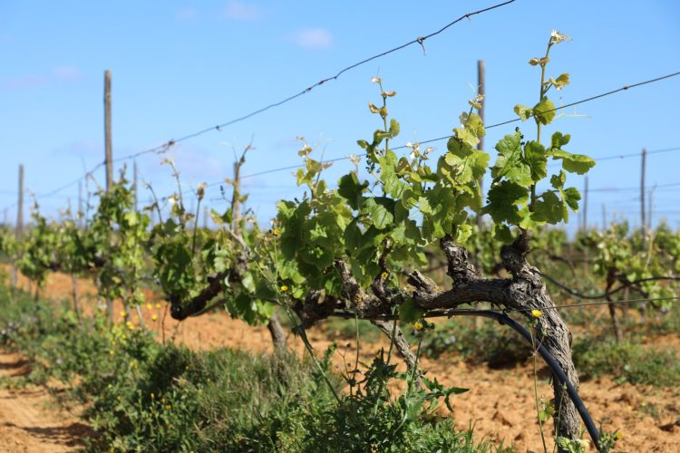 Foto | Carlos Afonso, Câmara Municipal de Lagos